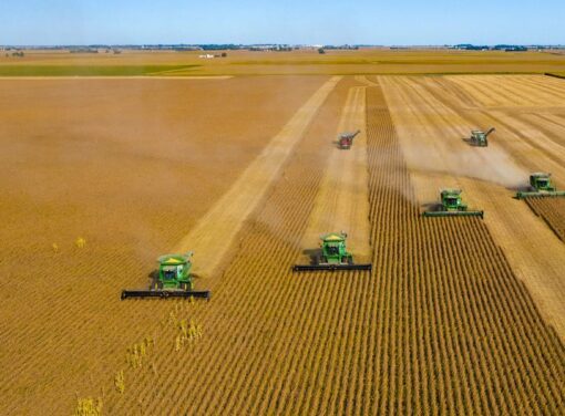 Farmers harvesting wheat fields in large combines