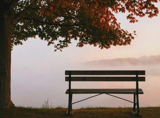 empty bench and tree overlooking lake