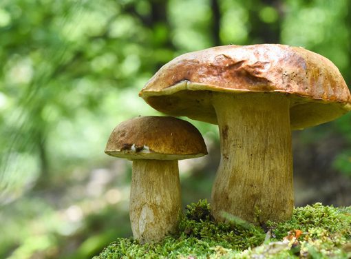 two mushrooms on moss